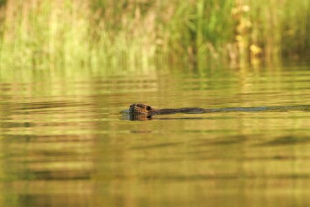 Beaver lake 