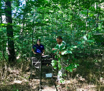 FWS staff repairing tree stand