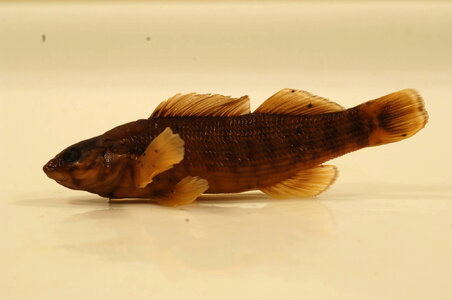 Etheostoma rufilineatum-4