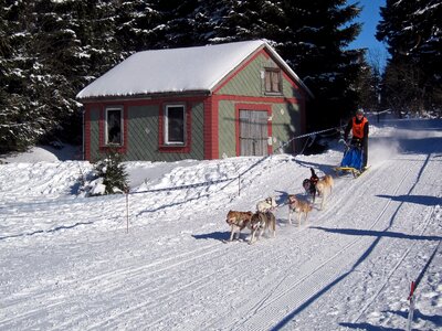 Ice dogs race photo