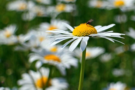 Animal arthropod beautiful flowers