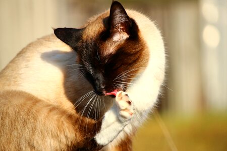 Animal cat claw