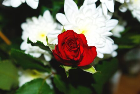 Red rose flowers photo