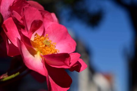 Beautiful Flowers blooming blossom