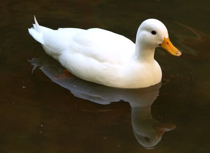 Duck bird river water bird