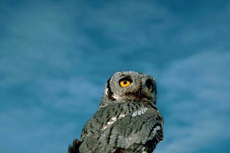 Barn Owl bird screech photo