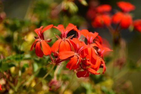 Flowers geranium petals