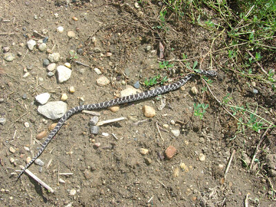 Bullsnake at Neal Smith National Wildlife Refuge