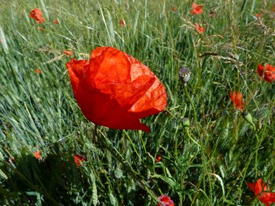 Nature red summer