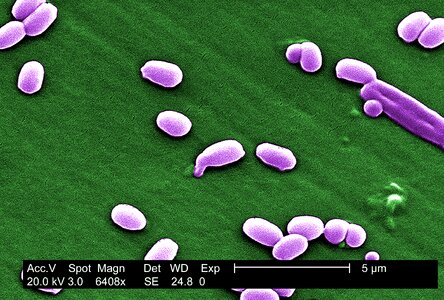 Bacillus bacteria cargo photo