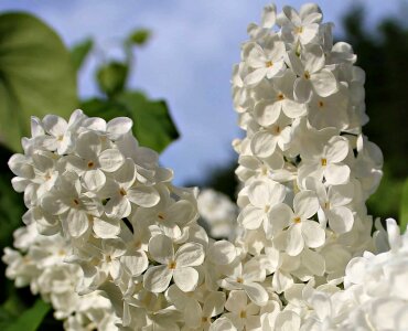 Beautiful bloom blossom