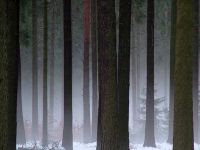 Dresden heath winter fog