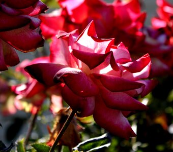 Flower pink rose