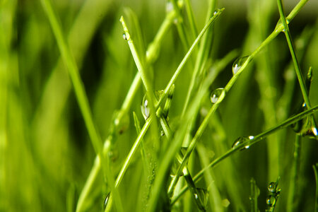 Wet grass photo