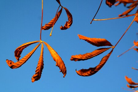 Tree chestnut chestnut tree photo