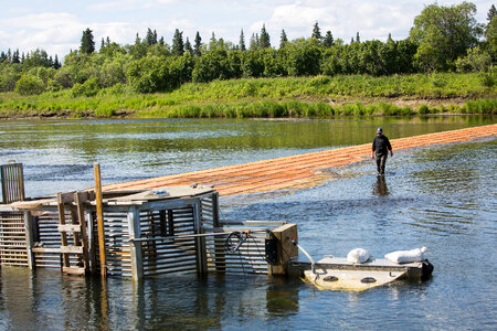 Biologist inspects fish weir-2