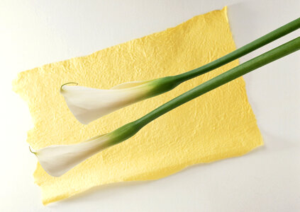White calla lilies on yellow paper photo