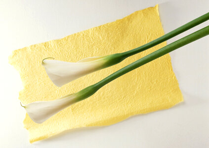 White calla lilies on yellow paper