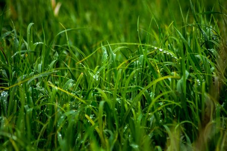 Beautiful Photo dark green dew photo