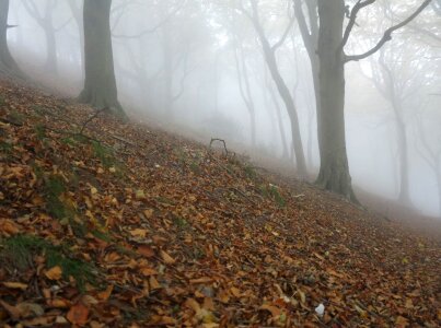 Alone dead trees fog photo