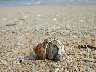 Crab sea beach photo