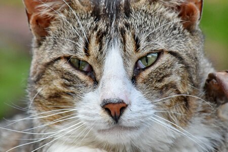Close-Up domestic cat portrait photo
