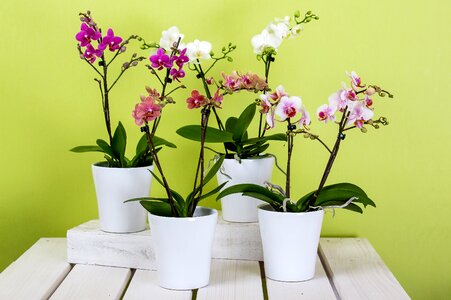 Butterfly orchid blossom bloom