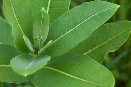 Common Milkweed-1