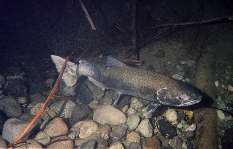 Chinook Salmon-5 photo