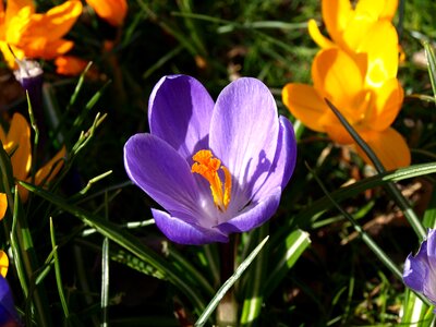 Bloom blue spring photo