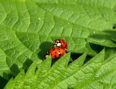 Couple insect beetle