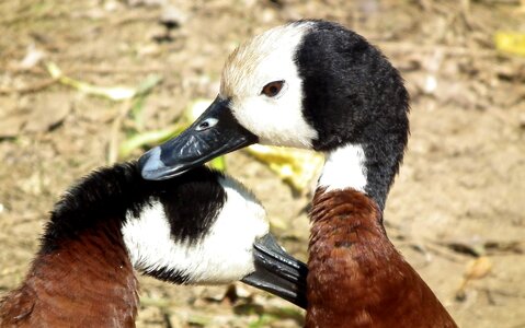 White faced whistling duck flyers bird photo
