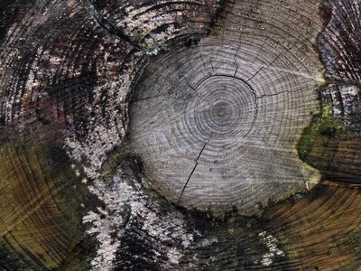 Cut down abstract tree stump