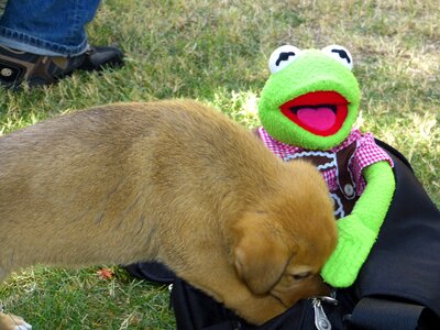 Cute pet animal