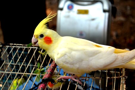 Cockatoo parrot cacatuidae