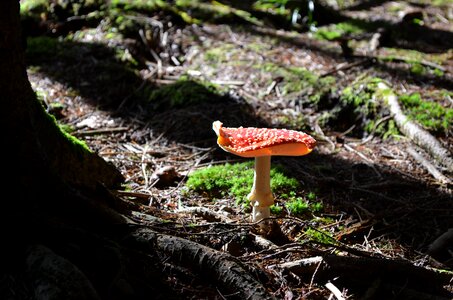Fungal species toadstool poison photo