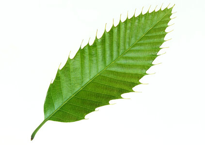 Single isolated leaf