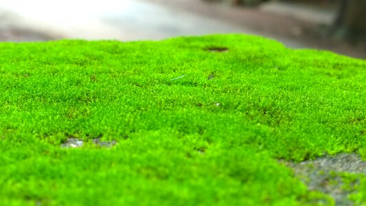 Outdoor environment green