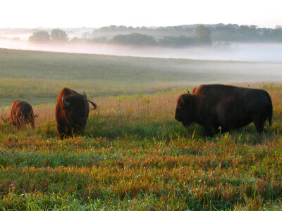 Bison Roam the Fields