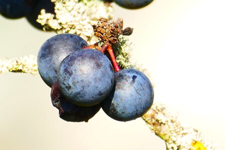 Schlehendorn heckendorn black berry thorn