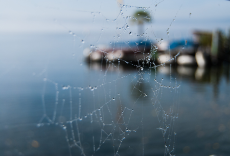 Lake constance cobwebs drip