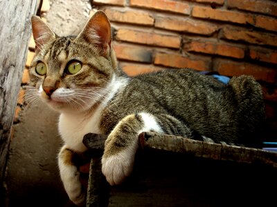 Feline brick observing photo