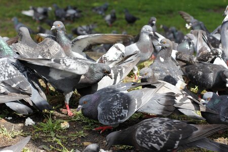 Birds food city pigeon