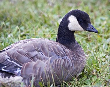 Bird canada goose photo