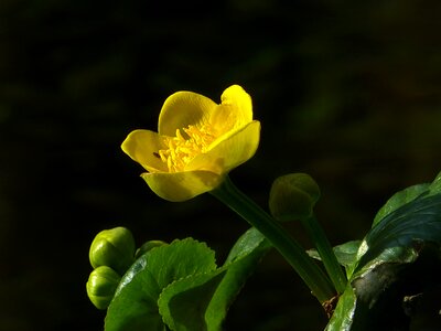 Marsh plant moist water