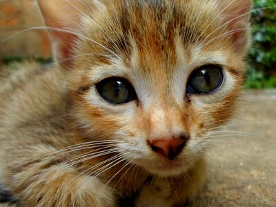 Feline kitten kitty