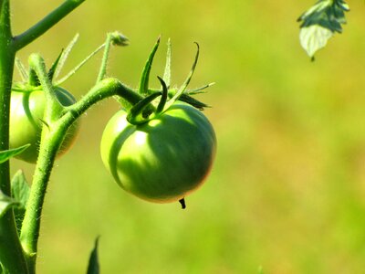 Green natural organic