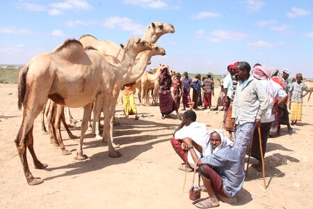 Camel people men photo