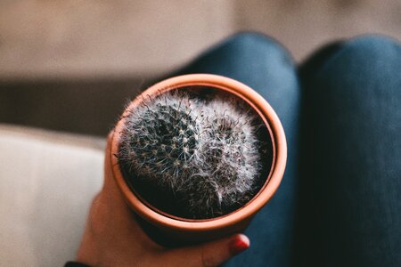 Hand Cactus Plant photo