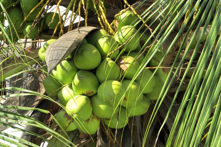 Palm coconut tree juicy